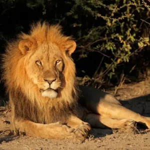 Big male African lion Handla nu