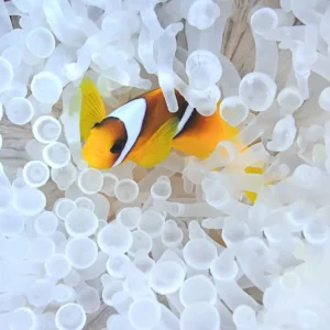 Populärt val Anemonefish in bleached sea anemone
