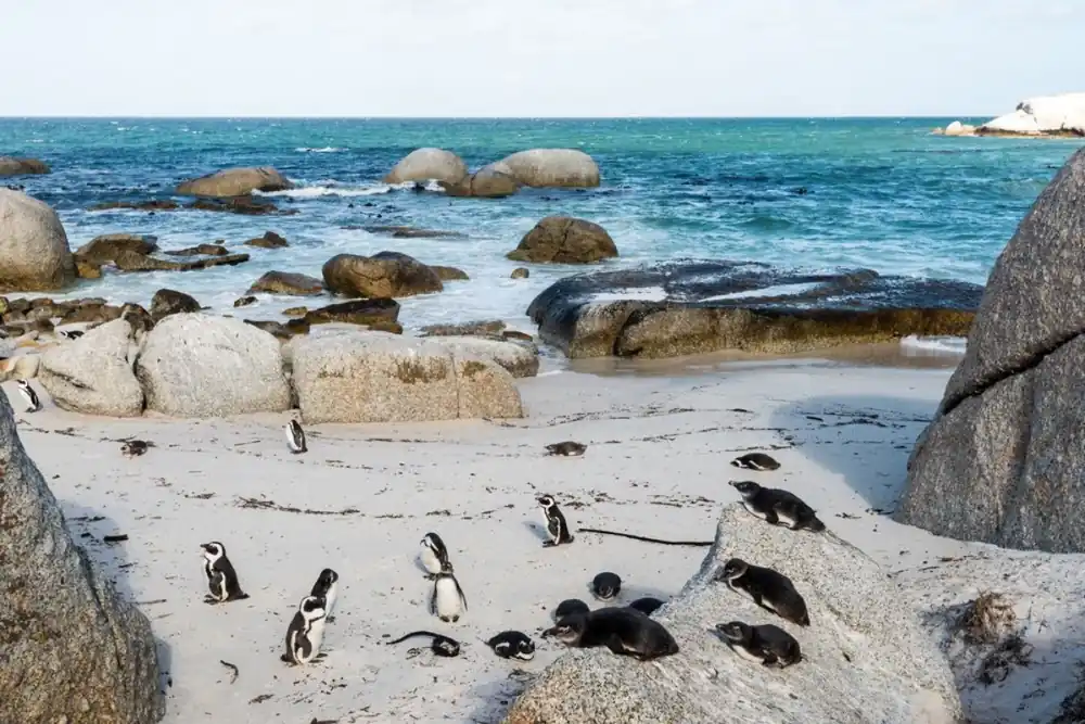 Erbjudandepris African Jackass Penguins