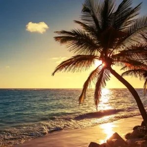 Palm tree on the tropical beach Bästa pris