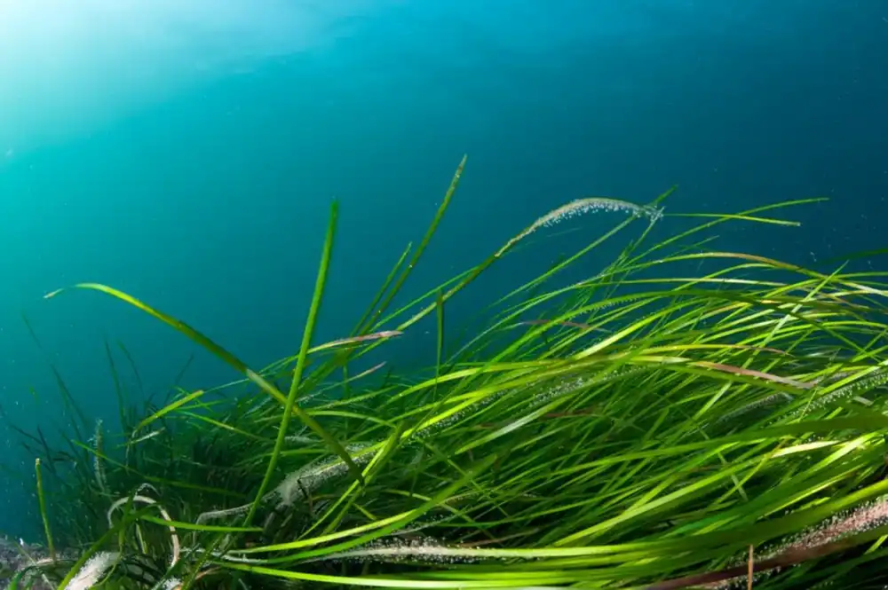 Colorful coldwater reef with green algae Erbjudandepris