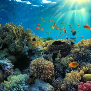 Underwater view Erbjudande